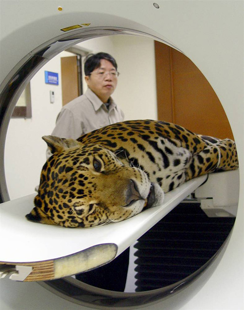 16-летнему леопарду Мелли делают компьютерную томографию в Зоопарке Тайпея, Тайвань