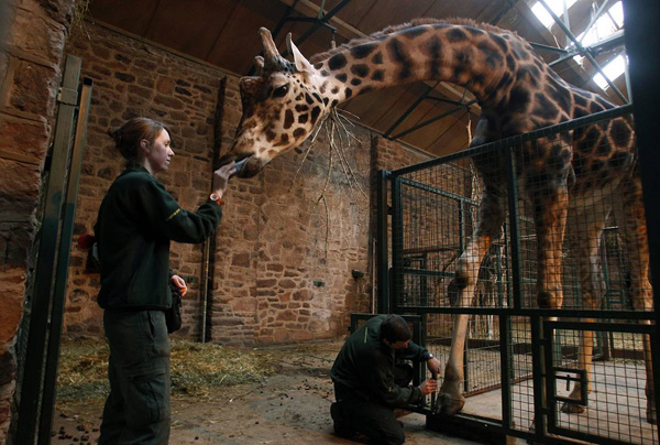 Самец жирафа по кричке Торн в процессе педикюра. Зоопарк Честера, Англия