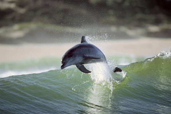 ss-100218-surfing-dolphins-01_ss_full.jpg