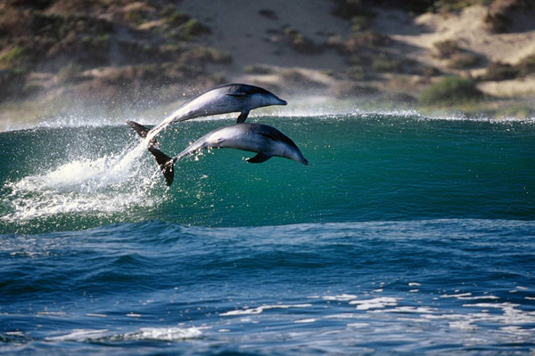 ss-100218-surfing-dolphins-06_ss_full.jpg