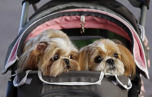Собачий смотр Crufts в Бирмингеме