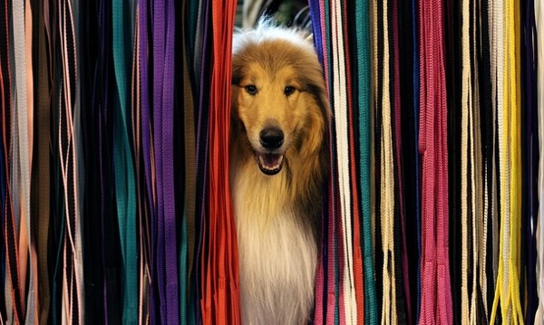 crufts_dog_show_birmingham06.jpg