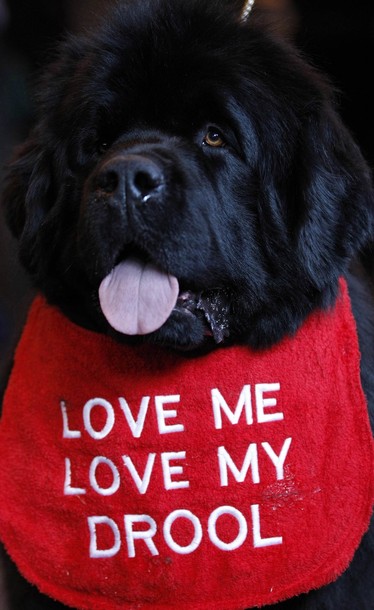 crufts_dog_show_birmingham07.jpg