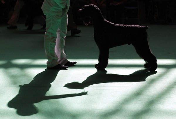 crufts_dog_show_birmingham09.jpg