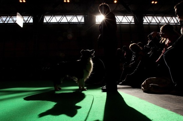crufts_dog_show_birmingham12.jpg
