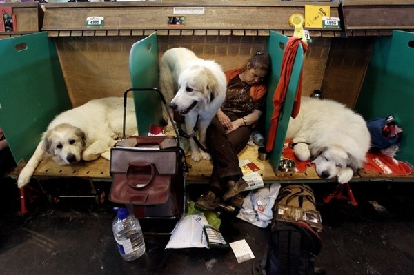crufts_dog_show_birmingham13.jpg