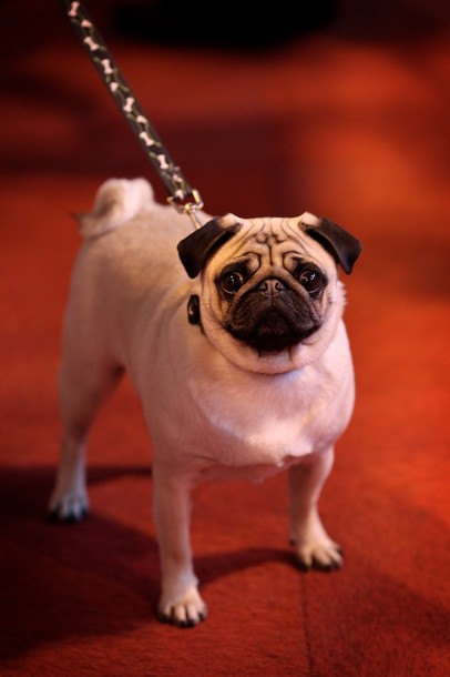 crufts_dog_show_birmingham14.jpg
