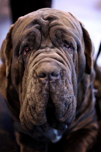 crufts_dog_show_birmingham18.jpg