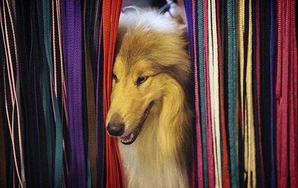 crufts_dog_show_birmingham19.jpg