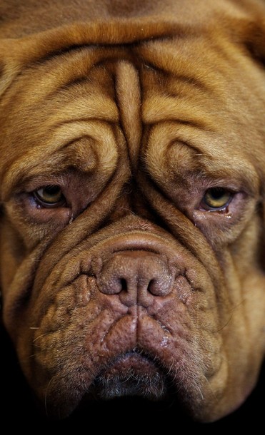 crufts_dog_show_birmingham20.jpg