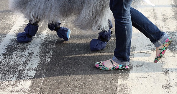 crufts_dog_show_birmingham23.jpg