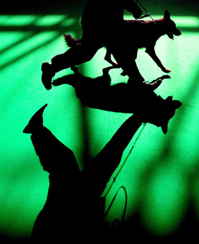 crufts_dog_show_birmingham24.jpg