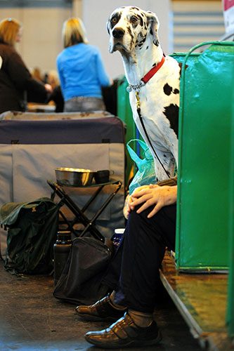 crufts_dog_show_birmingham26.jpg