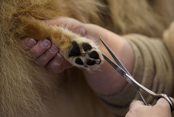 crufts_dog_show_birmingham27.jpg