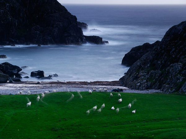 sheep-scotland_13185_990x742.jpg