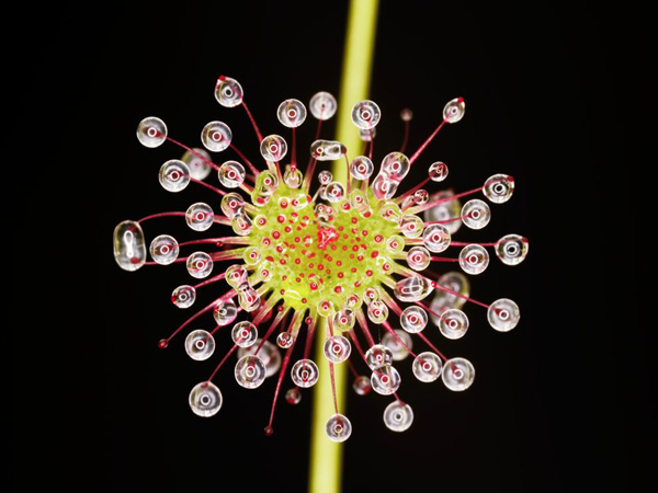 australian-sundew_12837_990x742.jpg