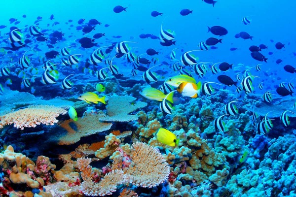 Great Barrier Reef Marine Park Queensland Australia