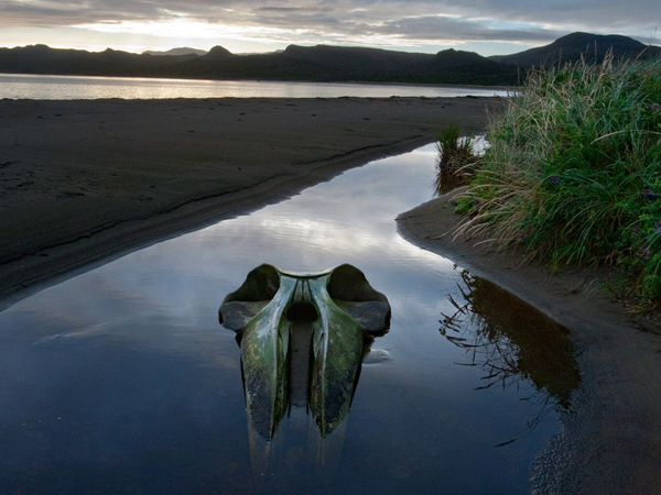 sei-whale-skull_13191_990x742.jpg