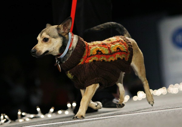pet_apparel_fashion_show_new_york03.jpg