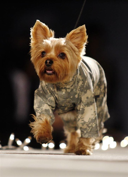 pet_apparel_fashion_show_new_york05.jpg