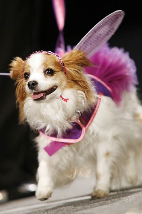 pet_apparel_fashion_show_new_york07.jpg