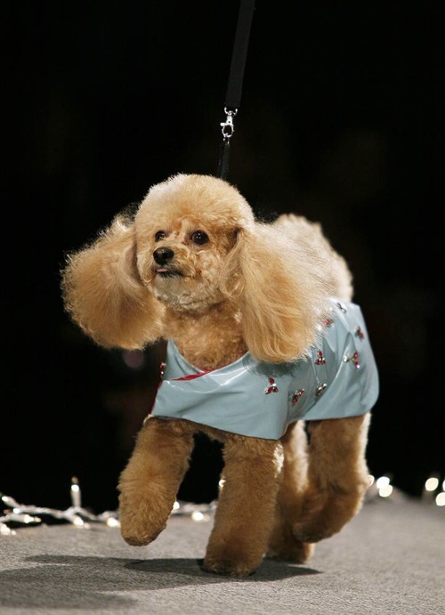 pet_apparel_fashion_show_new_york09.jpg
