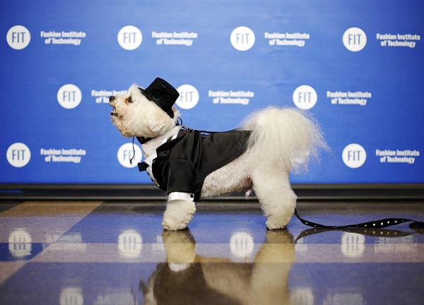 pet_apparel_fashion_show_new_york12.jpg