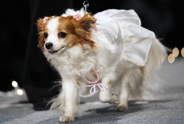 pet_apparel_fashion_show_new_york13.jpg