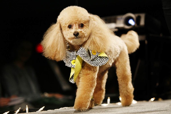 pet_apparel_fashion_show_new_york14.jpg