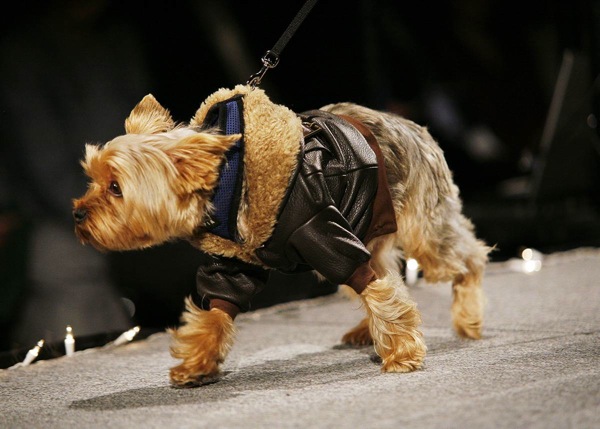 pet_apparel_fashion_show_new_york15.jpg
