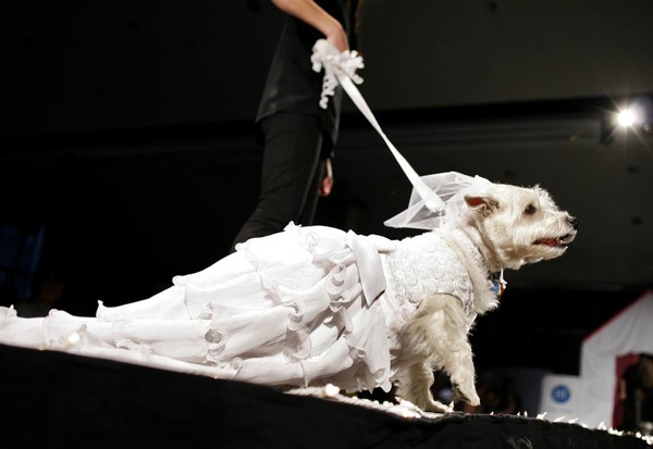 Pet Apparel Fashion Show in New York
