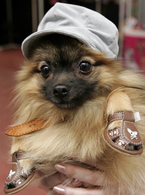 pet_fashion_week_moscow03.jpg