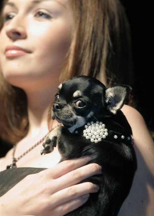 pet_fashion_week_moscow04.jpg