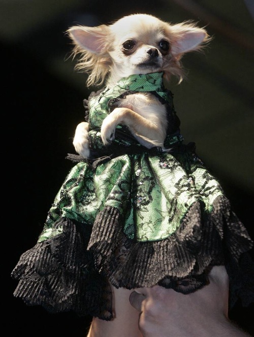 pet_fashion_week_moscow05.jpg