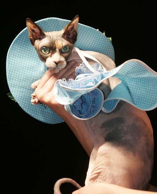 pet_fashion_week_moscow07.jpg