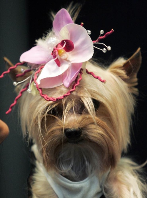 pet_fashion_week_moscow10.jpg