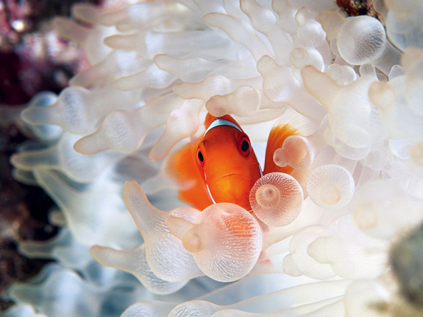 clownfish-bubble-tipped-anemone_18732_990x742.jpg