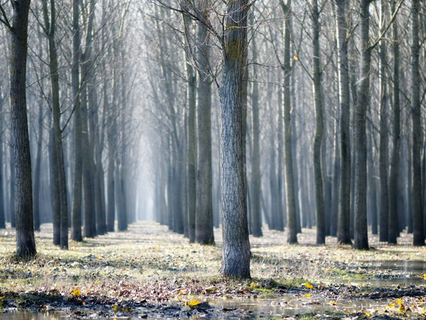 forest-serbia_18735_990x742.jpg