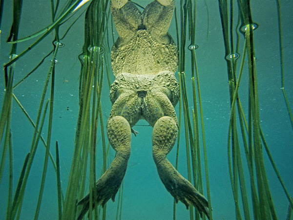 wetland-frog_18702_990x742.jpg