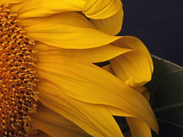 sunflower-oregon_18742_990x742.jpg