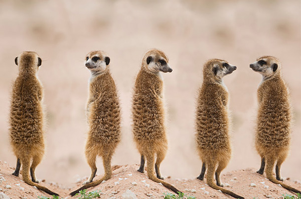animal_mom_03.jpg