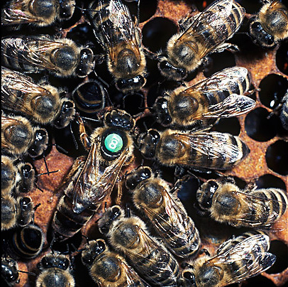 animal_mom_04.jpg