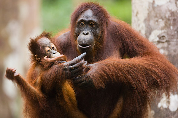 animal_mom_05.jpg