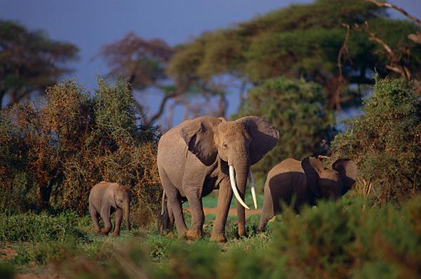 animal_mom_08.jpg