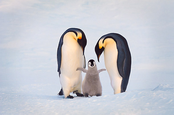 animal_mom_10.jpg