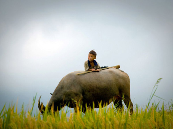 boy-ox-vietnam_19998_990x742.jpg