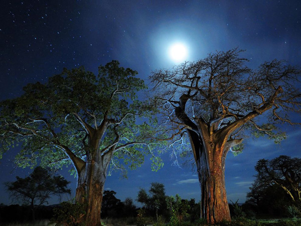 baobab-trees-tanzania_21019_990x742.jpg