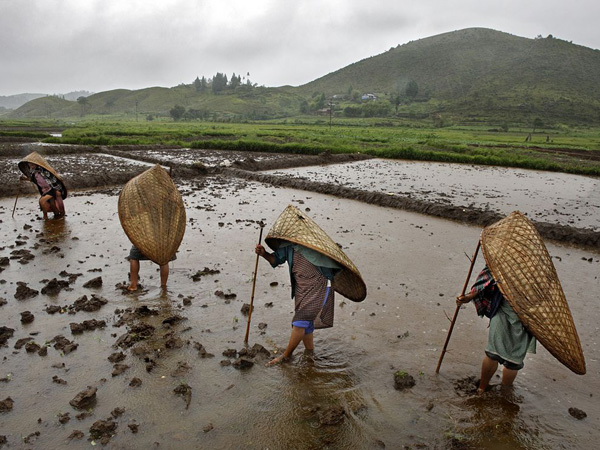 potato-field-india_21021_990x742.jpg