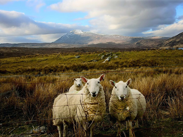 three-sheep-scotland_21024_990x742.jpg