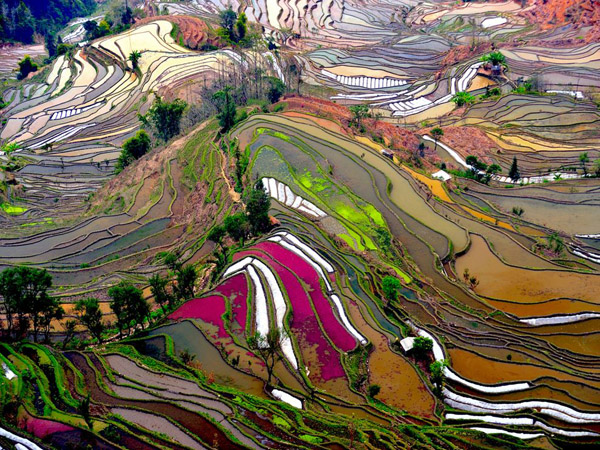 terraced-rice-field-china_21087_990x742.jpg